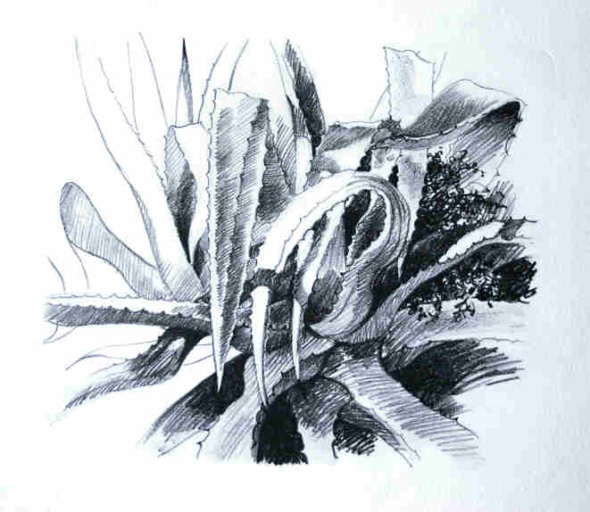 LithoAgave