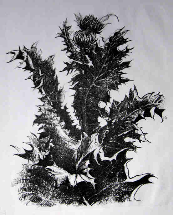 Litho_Eselsdistel_07